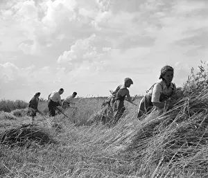 Vinatge: Sumava - wheat harvest - tradition - scythe