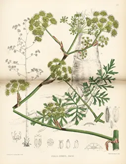 Moschata: Sumbul, Ferula moschata