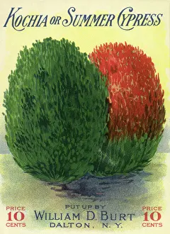 Packets: Summer Cypresses