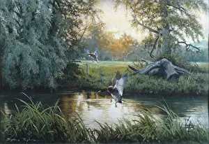 Alighting: Summer Evening ' Mallards Alighting