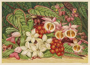 Begonia: SUMMER FLOWERS 1866