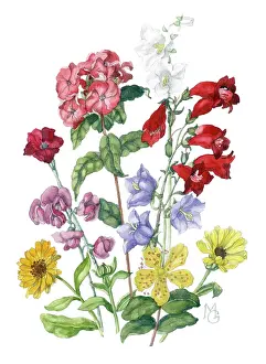 Wort: Summer flowers