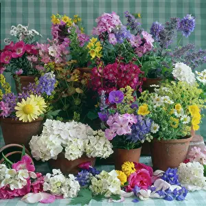 Gingham: Summer flowers in terracotta pots
