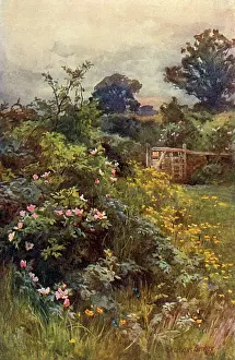 Profusion: Summer Hedgerow