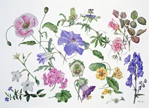 Majus: Summer I ? flower design