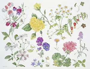 Viola: Summer II ? flower design