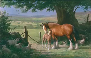 Gower: A Summer Morning in the Gower