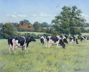 Friesian: Summer Pasture ' Friesian Cattle
