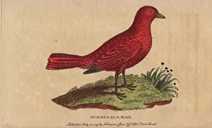Tanagra: Summer red-bird, Tanagra aestiva
