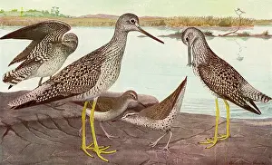 Marshy: Summer Sandpipers