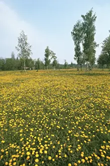 Dandelions: Summer scenery, 1975