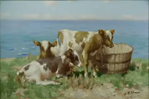 Ayrshire: A Summer Sea ' calves by the sea