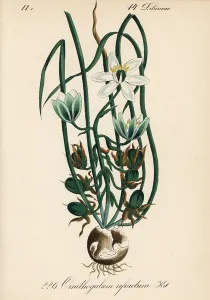 Ornithogalum: Summer snowdrop, Ornithogalum refractum