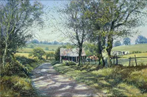 Mervyn: Summer Sunlight through the Leaves