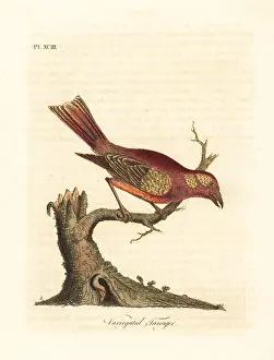 Variegata: Summer tanager, Piranga rubra