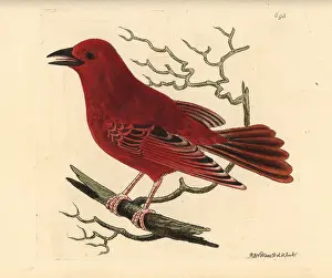 Tanager: Summer tanager, Piranga rubra