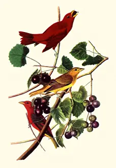 Tanagers: Summer Tanagers