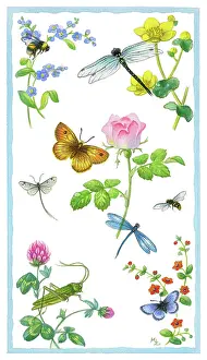 Lynes: Summer Wild Flowers and insects