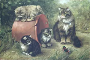 Flowerpot: A Summer's Afternoon ' a cat and kittens