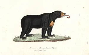 Complements: Sun bear, Helarctos malayanus