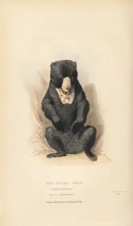 Helarctos: Sun bear, Helarctos malayanus. Vulnerable