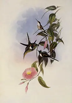Cornuta: Sun Gem, Heliactin Cornuta