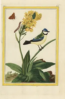 Jaune: Sun star, Ornithogalum dubium