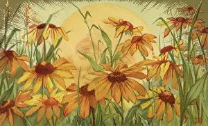 Rises: Sun and Sunflowers