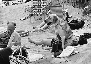 Deckchairs: Sunbathing under a Labrador, Abersoch 1968