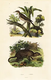 Du Casse: Sunbird and meerkat