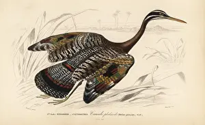 Dorbigny: Sunbittern, Eurypyga helias