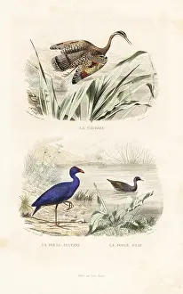 Pourrat: Sunbittern, purple swamphen and common moorhen