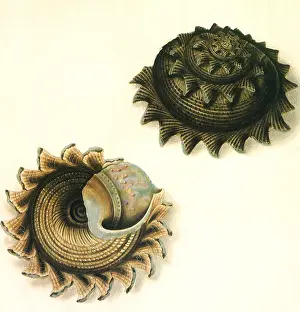 Seashell: Sunburst Star Shell