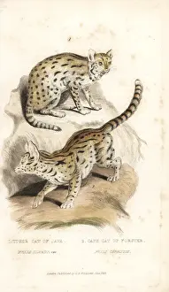 Capensis: Sunda clouded leopard (vulnerable) and serval