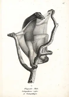 Variegatus: Sunda flying lemur, Galeopterus variegatus