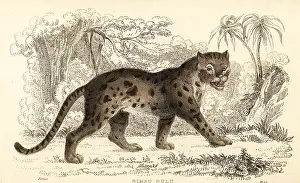 Steel Engraving: Sunda leopard cat, Prionailurus bengalensis subsp