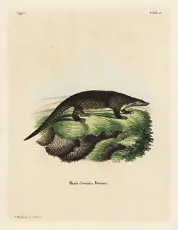Schreber: Sunda pangolin, Manis javanica. Critically endangered