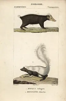 Stink: Sunda stink badger (Mydaus javanensis, and