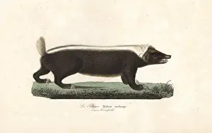 Stink: Sunda stink badger, Mydaus javanensis