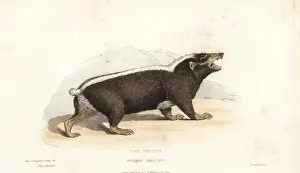 Stink: Sunda stink badger, Mydaus javanensis