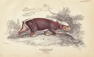 Stink: Sunda stink badger, Mydaus javanensis