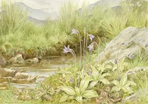 Sundew: Sundew and Butterwort by a stream