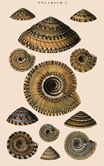 Angles: Sundial Shells