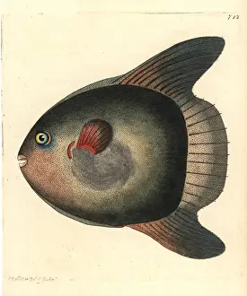 Mola: Sunfish, Mola mola