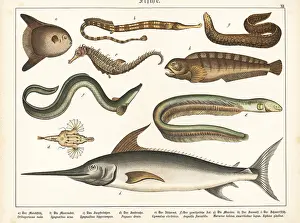 Swordfish: Sunfish, pipefish, eels, wolffish and swordfish