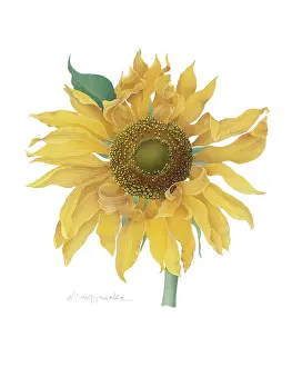Makroushenka: Sunflower