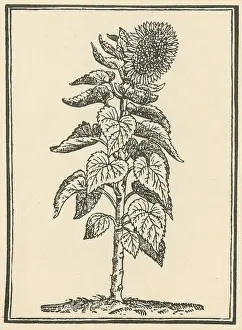 Helianthus: Sunflower