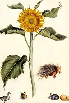 Porcupine: Sunflower