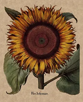 Basilius: Sunflower