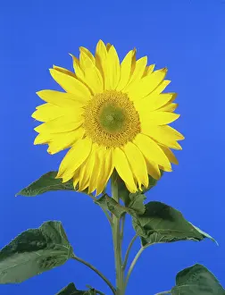 Stevenson: Sunflower ' with a blue background